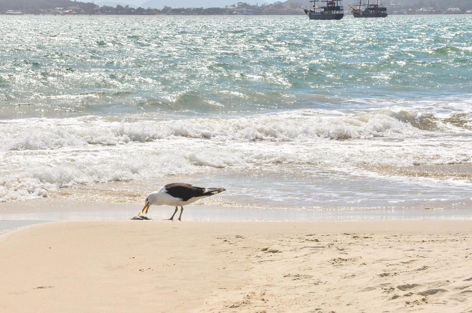 Conforto 2 Quadras Da Praia Em Canasvieiras N539 Florianópolis Dış mekan fotoğraf